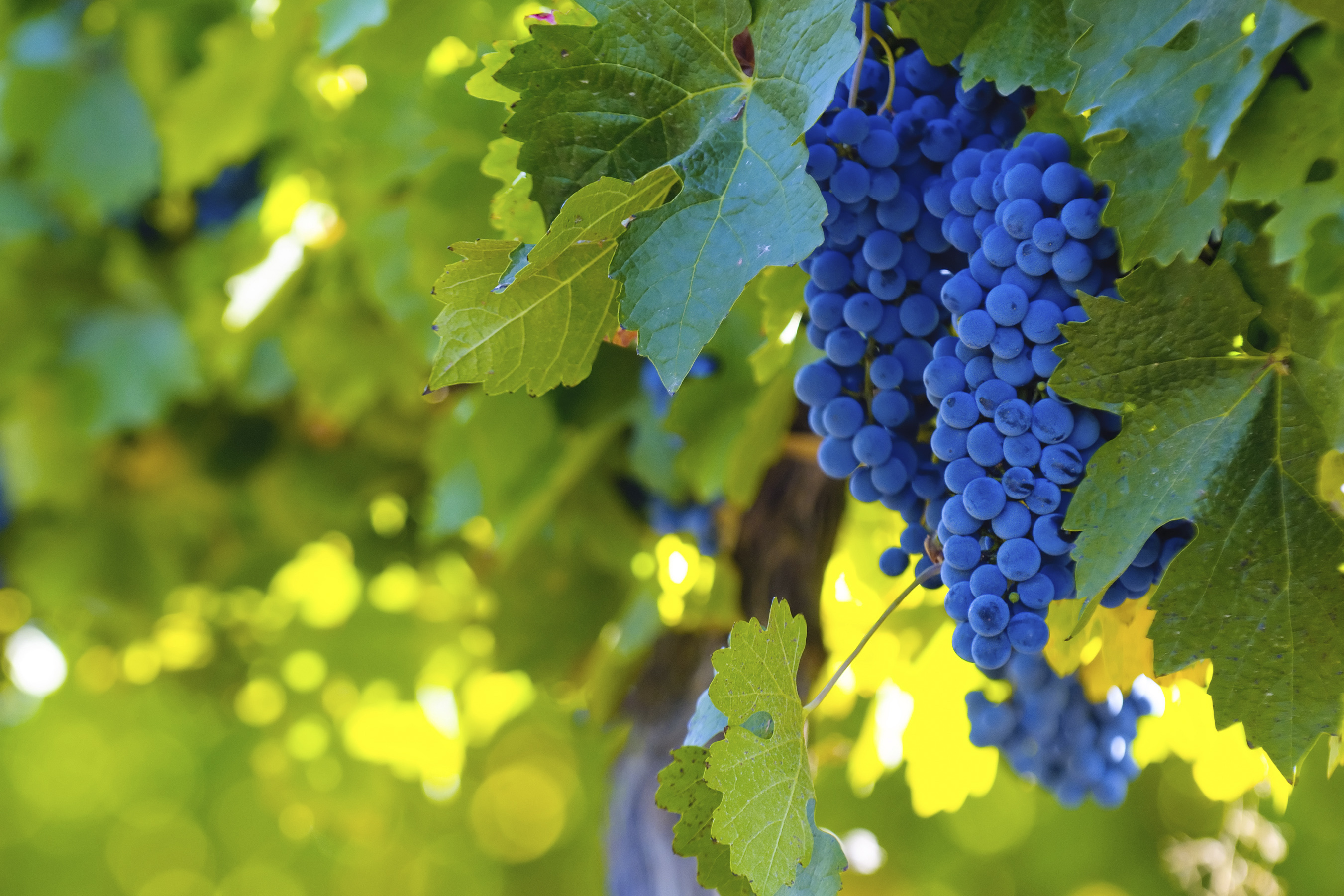 argentina - menoza_vin_02