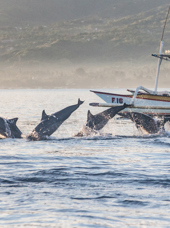 bali - lovina_delfin_06