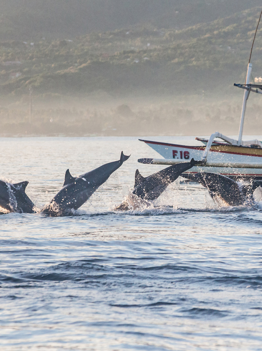 bali - lovina_delfin_06