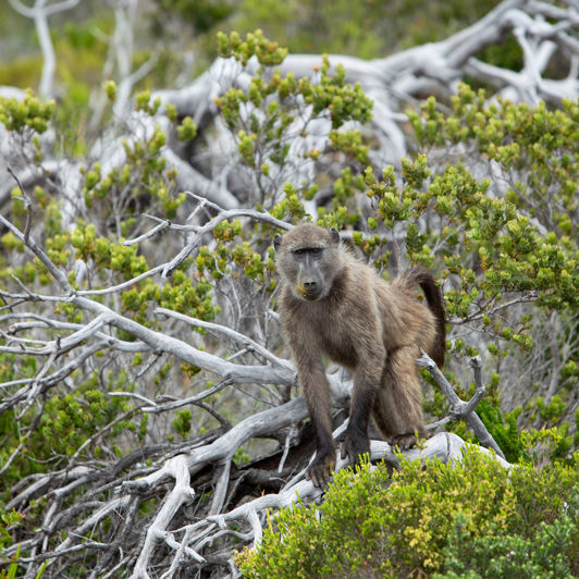 Sydafrika 2025 Cape Town 0916 Baboon