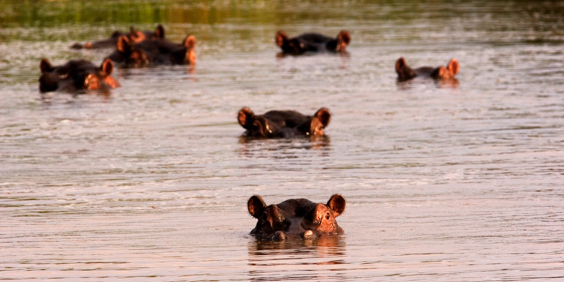 Uganda Queen Elizabeth National Park Pod Of Hippos Open Water Prince Edward Flats