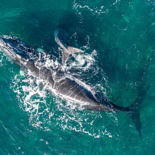 Argentina Puerto Madryn Aerial View Southern Right Whale And Calf