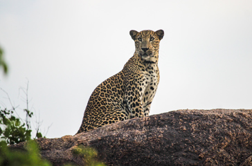sri lanka - Kumana National Park_01 copy