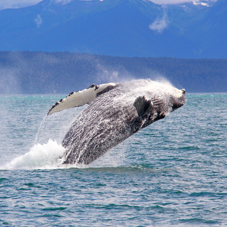 alaska_pukkelhval_01