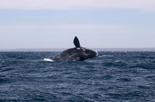 Puerto Madryn Valdes Hval
