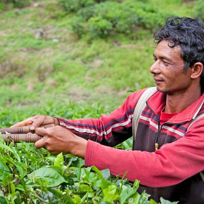 malaysia - cameron highlands_teplantage_02