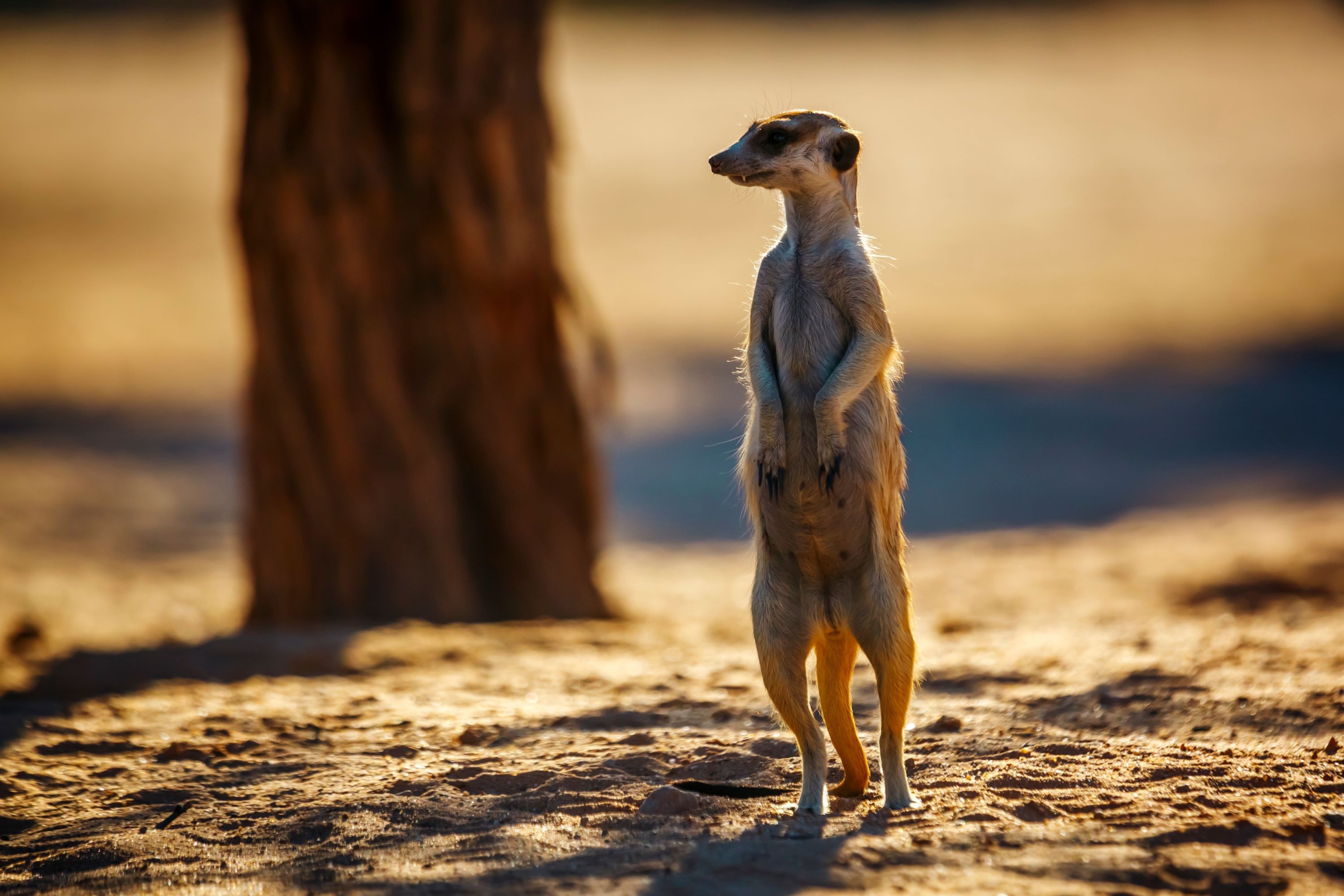 Kgalagadi Transfrontier Park Surikat 2171449567