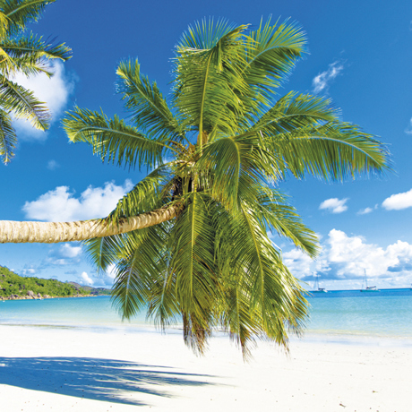 seychellerne - praslin island_palme_strand_01