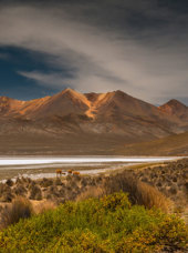 Laguna De Salinas Vicuna