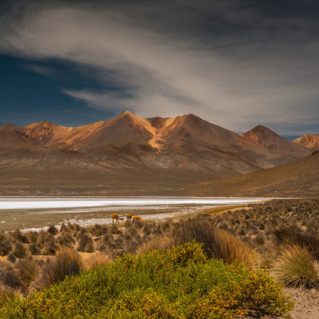 Laguna De Salinas Vicuna