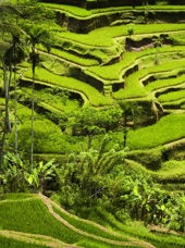 bali - ubud_rismark_02