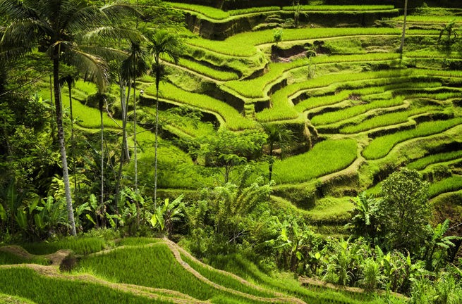 bali - ubud_rismark_02