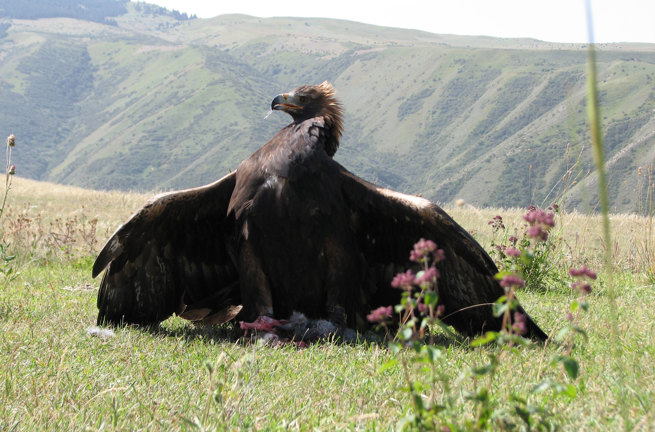 Kirgisistan Ørn4