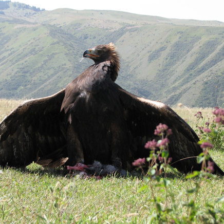 Ørnen og ørnejægeren er tæt forbundne