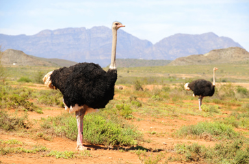 sydafrika - sydafrika_natur_struds_07