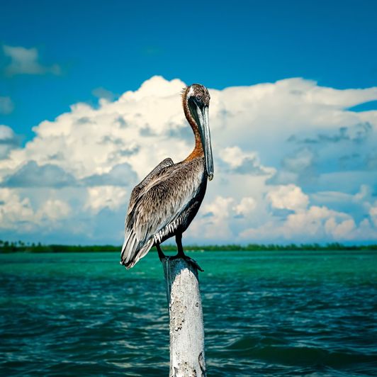 Tulum Sian Ka'an Økosystem Pelikan 2050802114