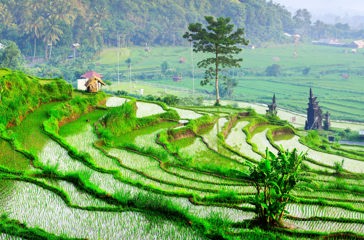 bali - ubud_rismark_17