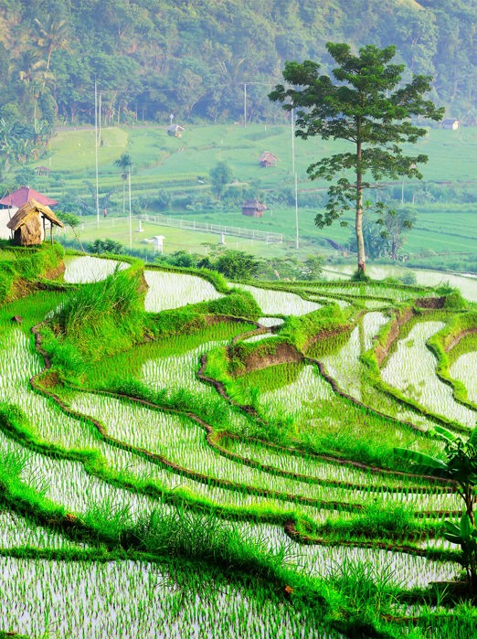 bali - ubud_rismark_17