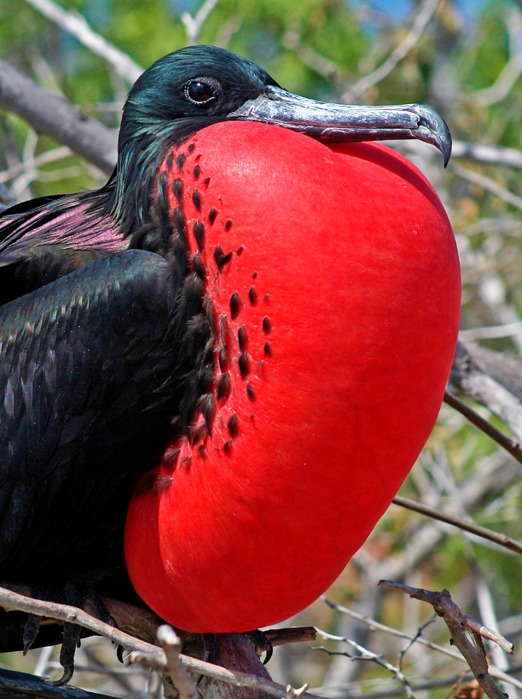 galapagos_fugl_magnificent frigatebird_01