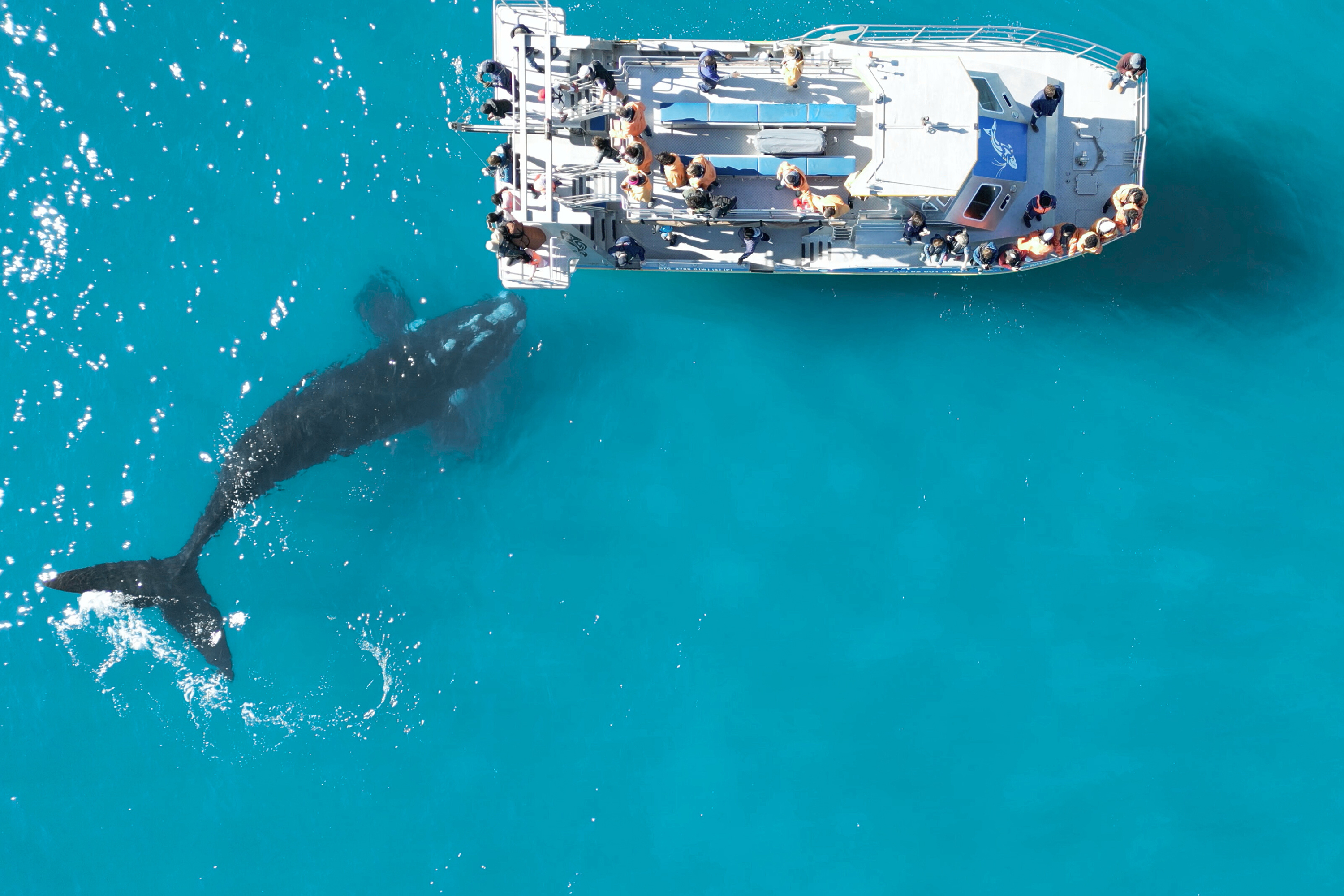 Sydafrika_Hvalsafari