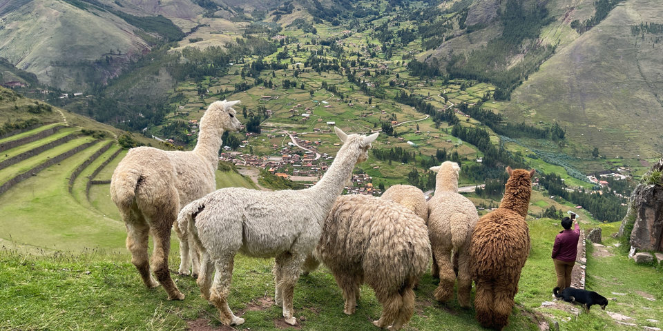Llamaer Horisontalt Foto