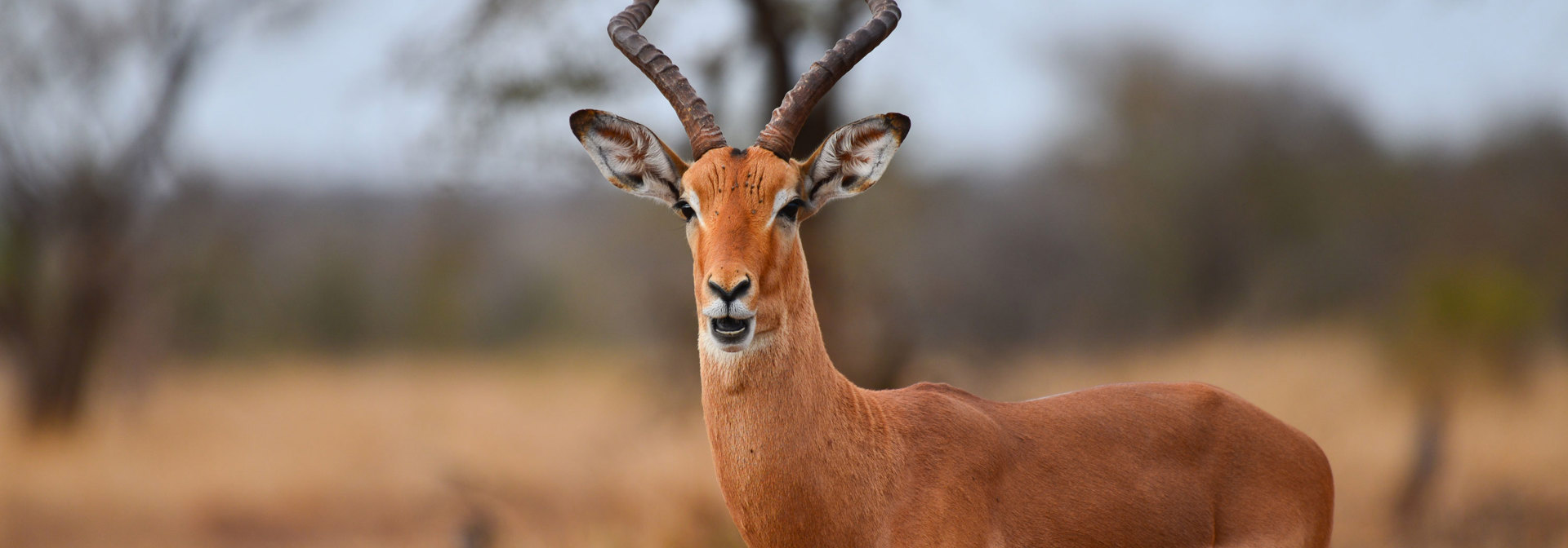 Sydafrika Antilope