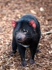 australien - Bonorong_tasmansk_devil_02