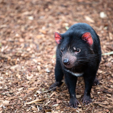 australien - Bonorong_tasmansk_devil_02