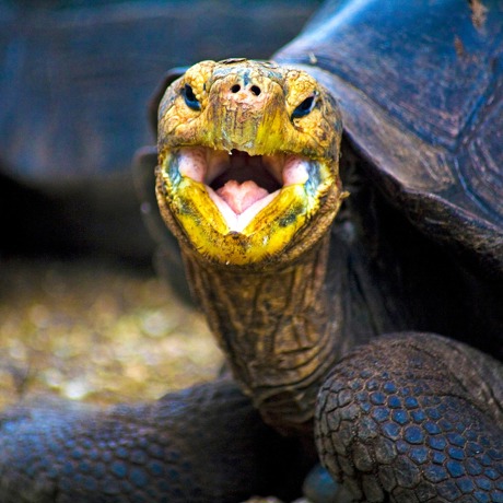 galapagos_skildpadde_13