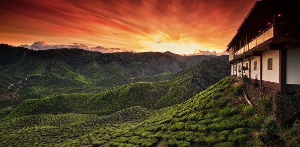 malaysia - cameron_te plantage_02