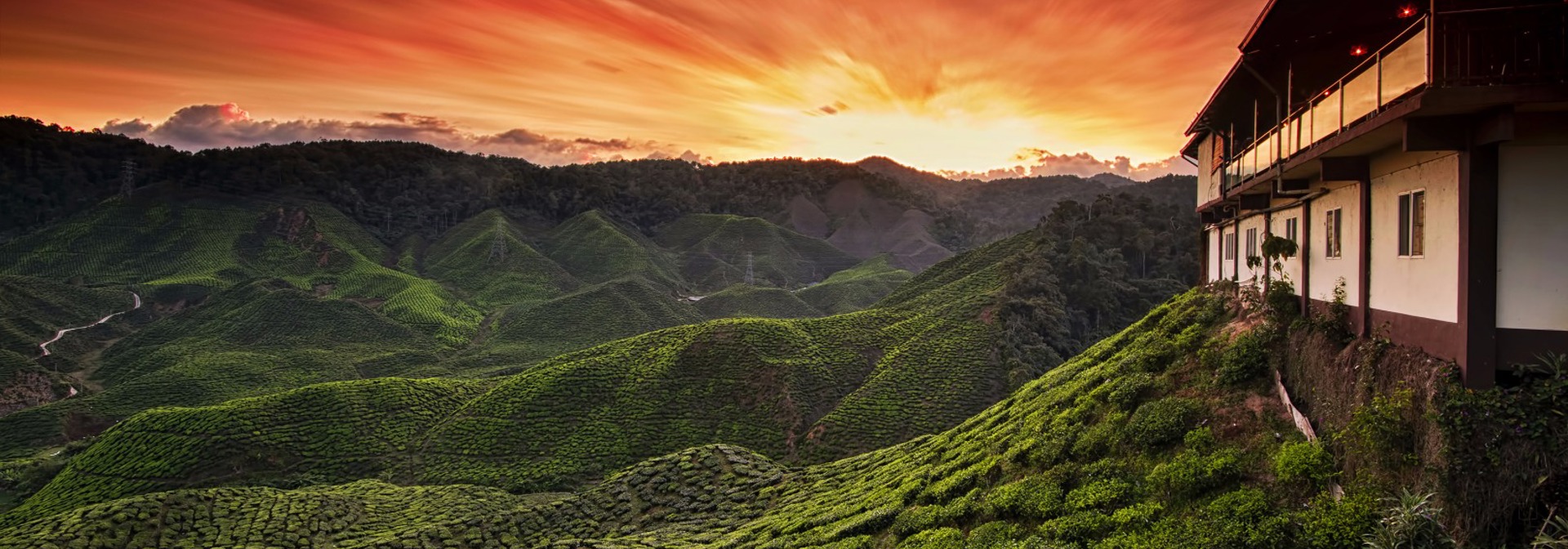 malaysia - cameron_te plantage_02