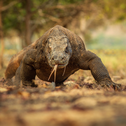 Komodo National Park