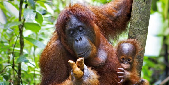 I Sepilok besøger I et rehabiliteringscenter for orangutanger...