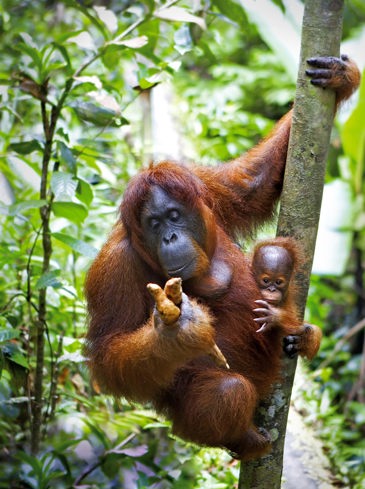 malaysia/borneo - borneo_orangutang_mor_baby_02_hf