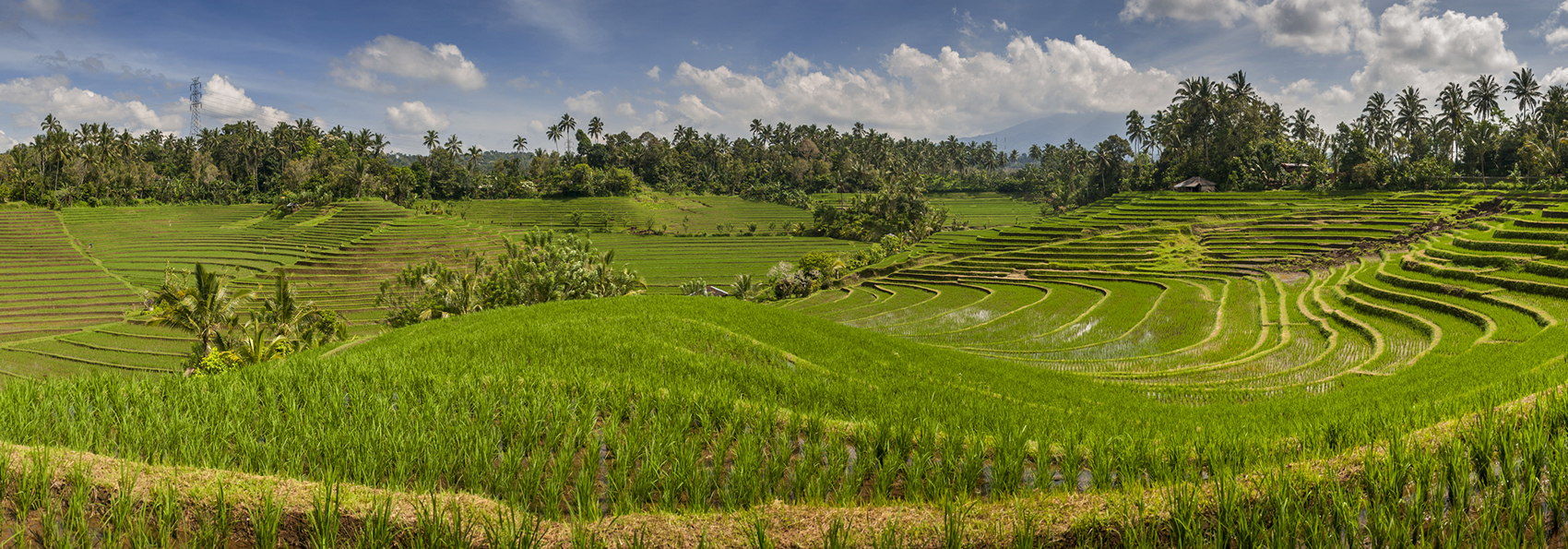 bali - Belimbing_rismark_slider_07