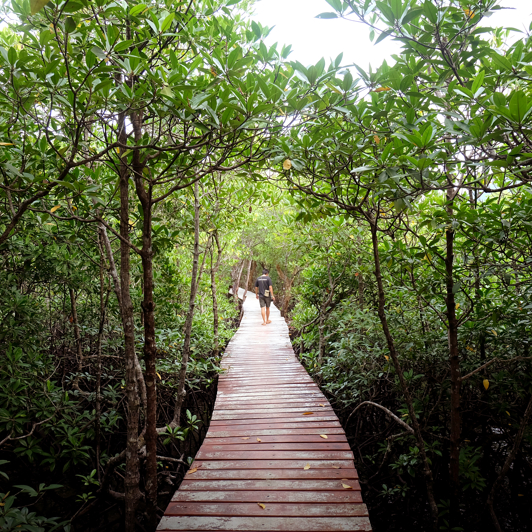 Koh Chang Kayaktur Bro I Mangroveskov 2