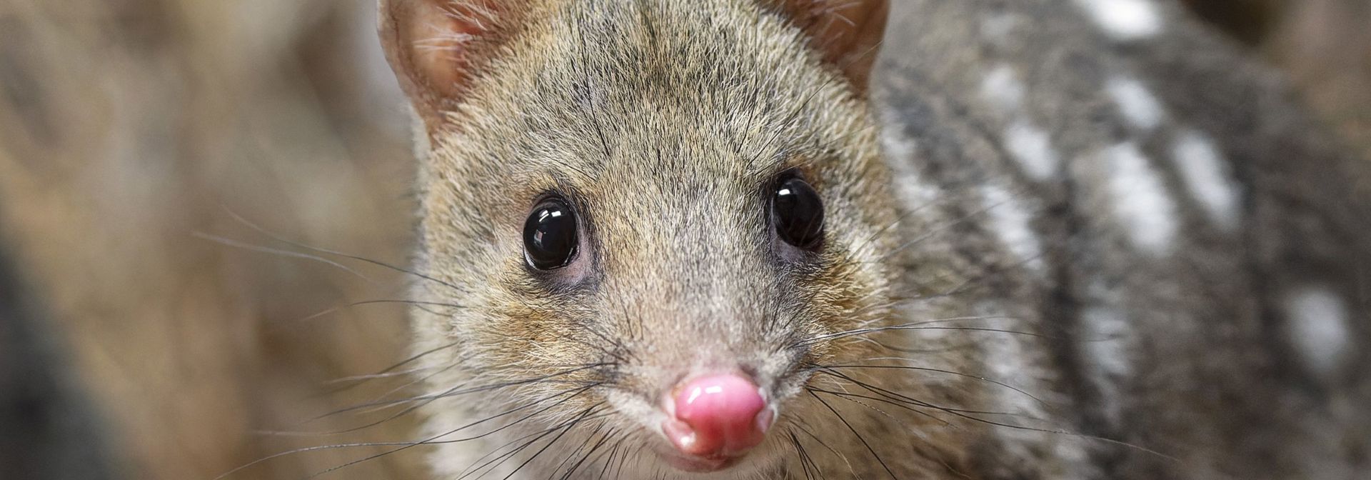 Australien Tasmanien Gul Østlig Quoll
