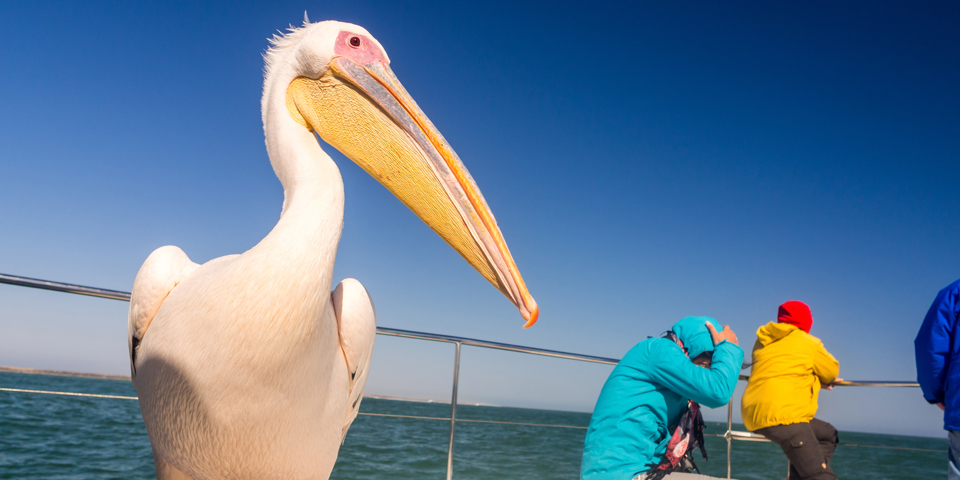 walvis_bay_cruise_pelikan_01