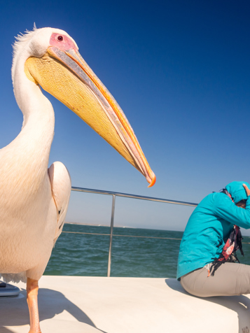 walvis_bay_cruise_pelikan_01