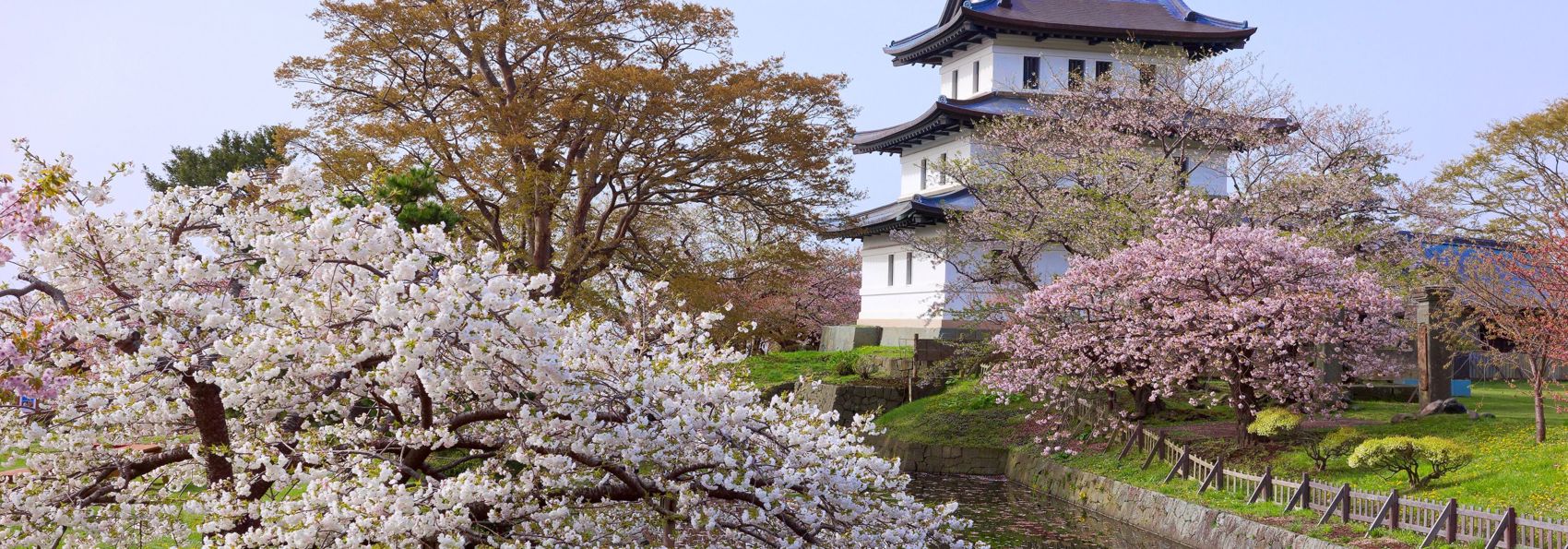 Hakodate Kirsebærtræer