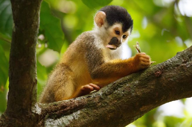 Costa Rica Osa Peninsula Capuchin Monkey “Doing His Homework” On Tree Branch Holding Flower