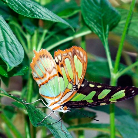 ecuador_sommerfugl_01