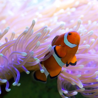 australien - great barrier reef_Klovnefisk_02