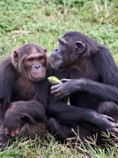 Uganda Ngamba Island Chimpanzee Sanctuary Couple Sharing Fruit