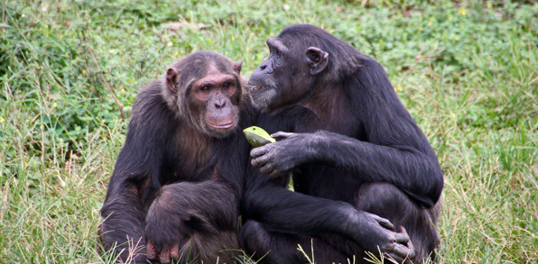 Uganda Ngamba Island Chimpanzee Sanctuary Couple Sharing Fruit