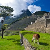 peru - machu picchu_08