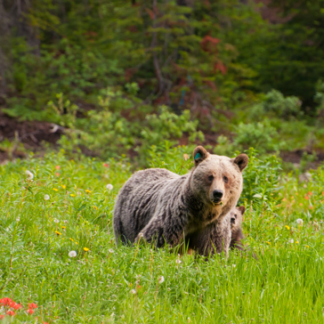 canada - canada_natur_bjoern_01