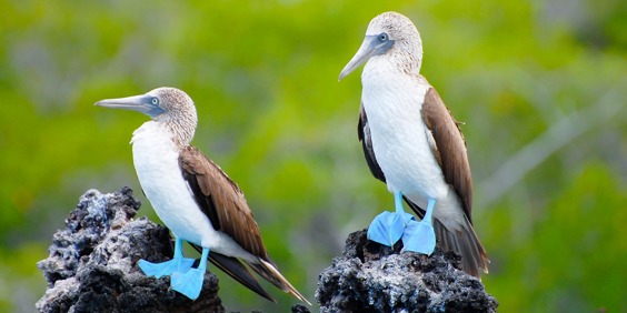 galapagos_fugle_blue footed booby_12