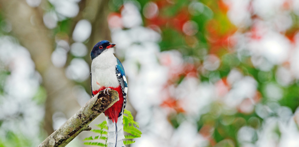 cuba - cuba_fugl_tocororo_01