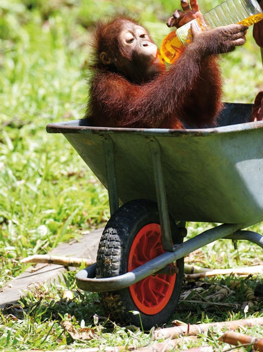 malaysia/borneo - borneo_orangutang_baby_04_hf